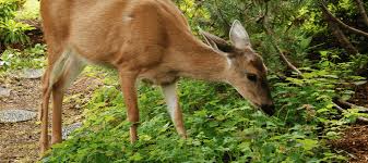 How To Keep Deer Out Of Your Garden For