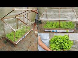 Growing Vegetables In A Mini Greenhouse