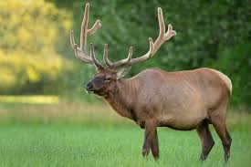 The Warroad Elk