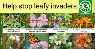 Invasive Plants Cause Harm How