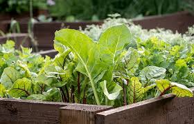 Cultivate A Successful Kitchen Garden