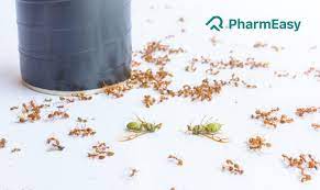 Top Methods From Pest Control Experts