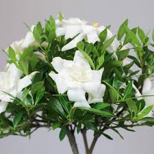 Brussel S Bonsai Gardenia Bonsai Tree