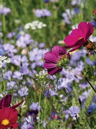 Wildflower Seed