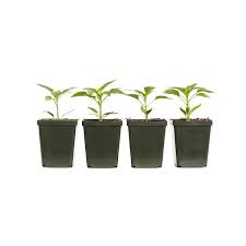 4 In Bell Green Pepper Plant 4 Pack
