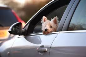 The Driving Rule Every Dog Owner Should