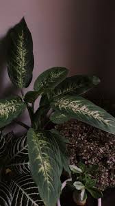 20 Low Light Indoor Plants That Need No