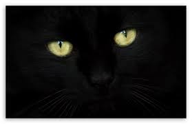 Black Cat Portrait Ultra Hd Desktop