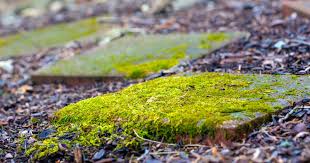 Eradicate Pesky Paving Moss By Turning