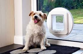 A Dog Door Important Things To
