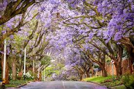 35 Best Flowering Trees For A