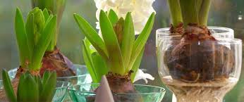 How To Force Garden Bulbs Indoors
