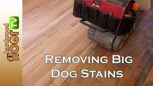 big dog pet stains in hardwood floors
