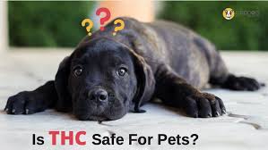 Is Thc Safe For Pets Cbd Dog Health