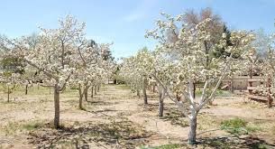 5 Best Apple Orchards In Nevada For A