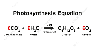 Photosynthesis Equation Ilration