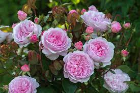 9 Roses That Landscape Designers Love