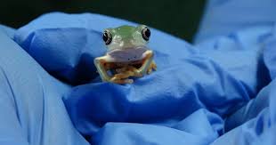 Rare Frogs Born At Uk Zoo