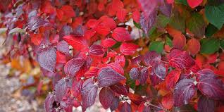 12 Deer Resistant Plants For Fall Color