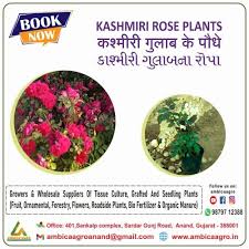 Kashmiri Rose Plant Packaging Type