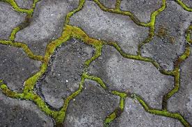 Savvy 29p Tip For Removing Paving Moss