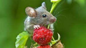 Get Rid Of Mice In The Garden