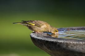 How To Attract Birds To Your Garden For