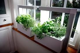 Can I Grow Herbs Indoors Clean Air