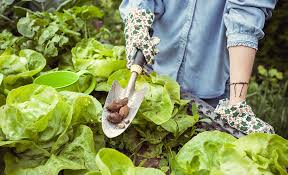 Square Foot Gardening The Home Depot