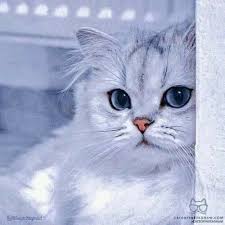 Adorable White Cat With Blue Eyes