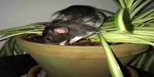 Mice Harming Your Plants