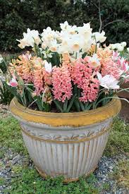 Flower Bulbs