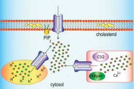 Ca2 Channels On The Move Biochemistry