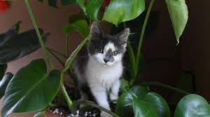How To Choose Cat Friendly Plants For