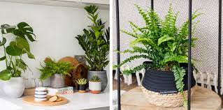 Houseplant Pests What You Need To Know