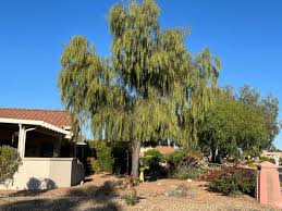 Acacia Willow Elgin Nursery Tree