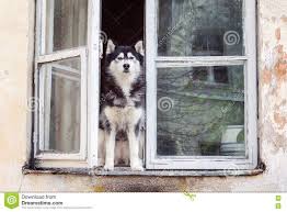 Husky Dog Sitting At Opened Window