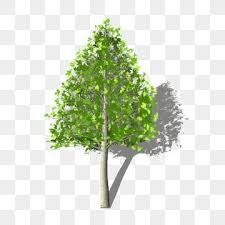 Birch Tree Png Vector Psd And