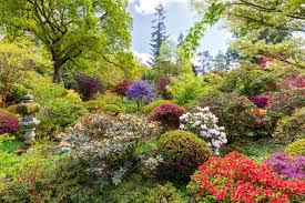Greatest Rhododendron Garden In Britain