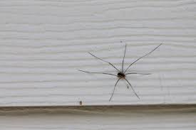 Are Spiders In My Home Dangerous