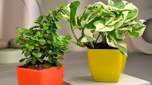 Best Indoor Plant Pots Top 10 Picks To
