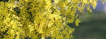 The Australian Wattle Tree Flowers