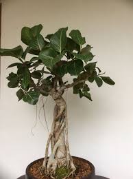 Ficus Benghalensis Bonsai Bonsai