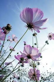 Cosmos Flowers Planting Growing And