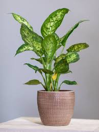 40 Toxic Houseplants For Cats And Dogs