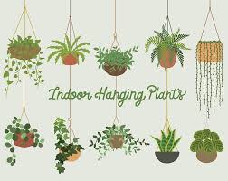 Indoor Hanging Plants 8312940 Vector