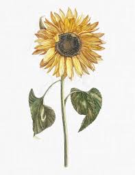 Digital Sunflower Botanical