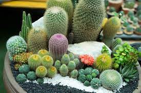 How To Build An Indoor Succulent Garden