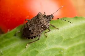 Stink Bugs In My House