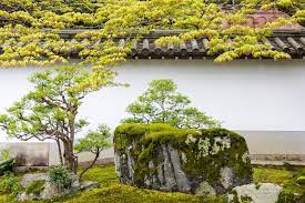 Moss Covered Rocks And Trees Captured